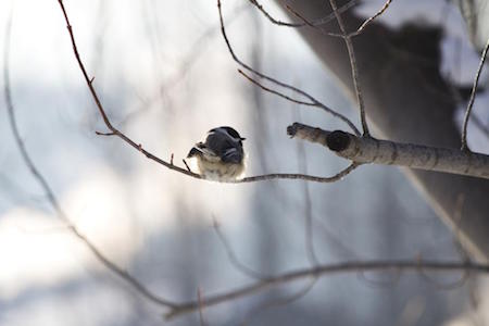 bird-watching-tour-nature-park-orlando