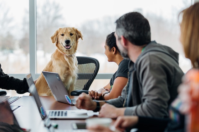 dog-table-talking-chair-discussion