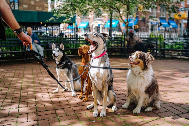 pets-dogs-walking